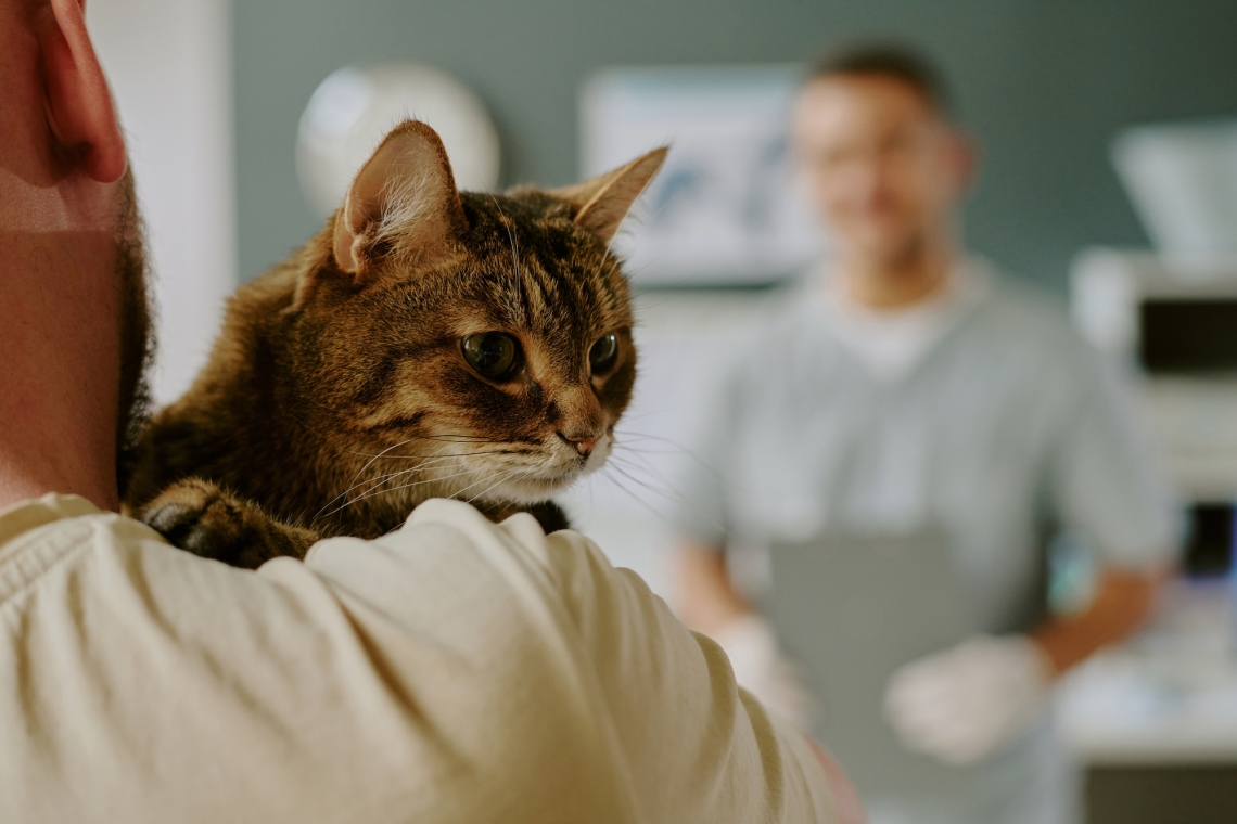Gatto anziano: prevenzione, controlli e malattie più comuni
